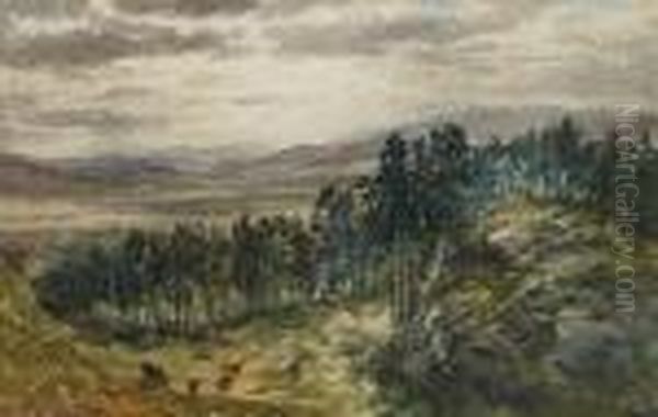 Wooded Hillside - view 1