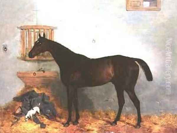 Thoroughbred in a Stable - view 1