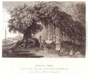 A Banyan Tree from Travels in India in in the Years 1780-83 A Banyan Tree from Travels in India in in the Years 1780-83