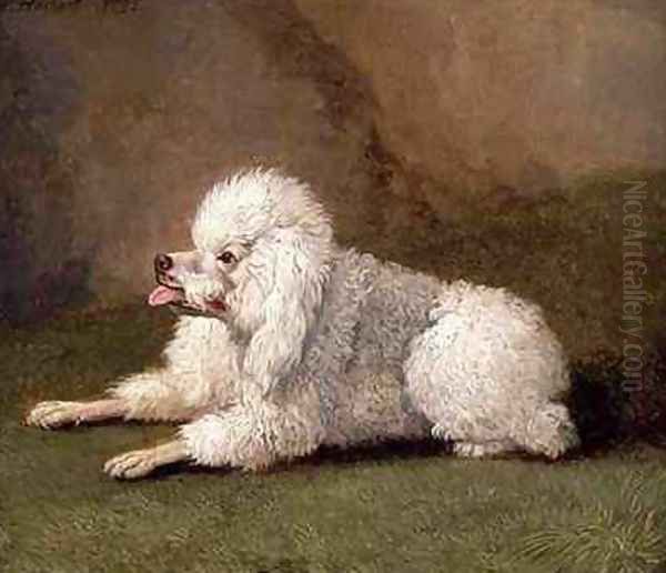 A Belgian Poodle - view 1