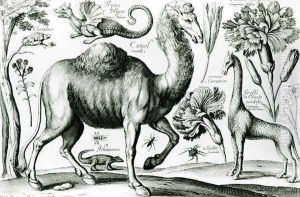 Study of Animals and Flowers by Wenceslaus Hollar