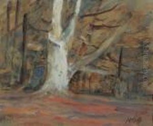 An Old Beech Tree In The Woods At Knole, Kent