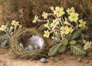 Still Life of Eggs in a Nest and Primroses by William B. Hough