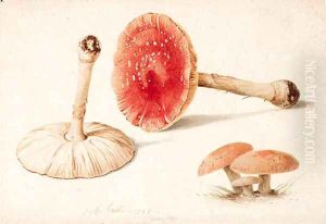 Amanita muscaria (Fly Agaric) illustrated