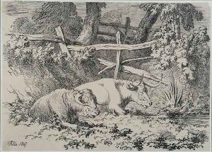 Cattle Resting