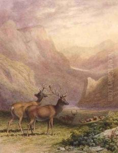 Deer in the Highlands