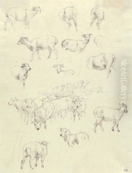 Flock of Sheep - view 1