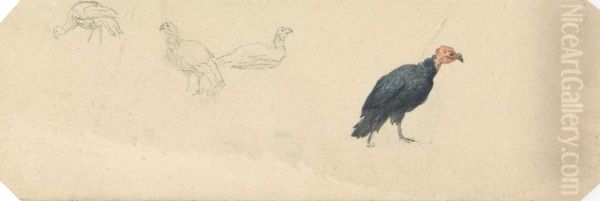 Studies of a Turkey - view 1