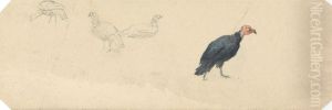 Studies of a Turkey