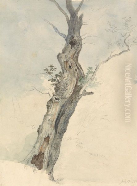 Tree Study - view 1