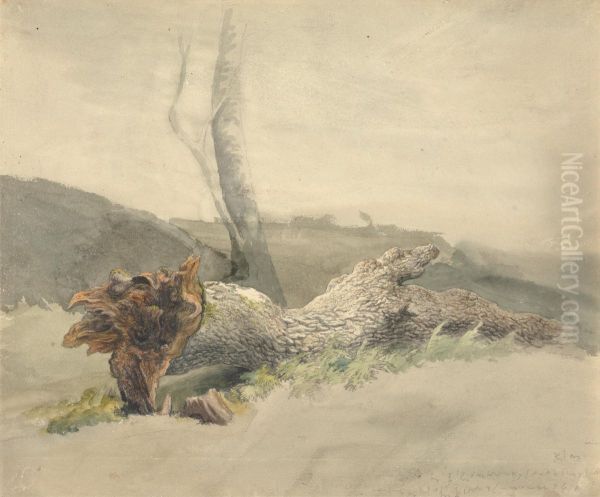 The Fallen Tree - view 1