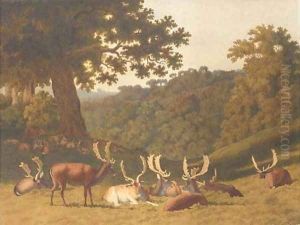 Stags and hinds resting in a parkland landscape