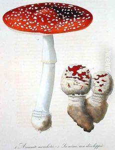 Amanita Muscaria from Phytographie Medicale