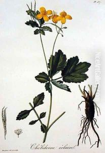 Celidonium Majus from Phytographie Medicale by L.F.J. Hoquart