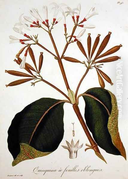 Cinchona from 'hytographie Medicale - view 1