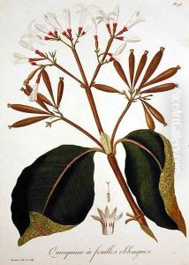Cinchona from 'hytographie Medicale by L.F.J. Hoquart