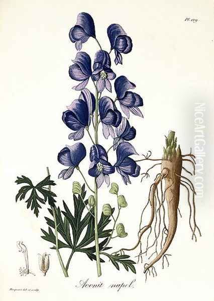 Aconitum Napellus from Phytographie Medicale - view 1