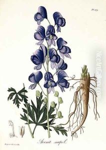 Aconitum Napellus from Phytographie Medicale by L.F.J. Hoquart