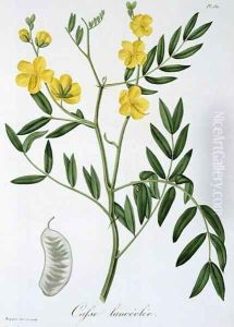 Cassia from Phytographie Medicale by L.F.J. Hoquart