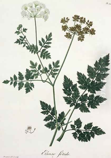 Aethusa Cynapium from Phytographie Medicale - view 1