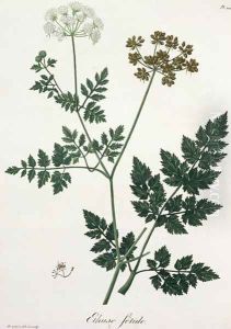 Aethusa Cynapium from Phytographie Medicale by L.F.J. Hoquart
