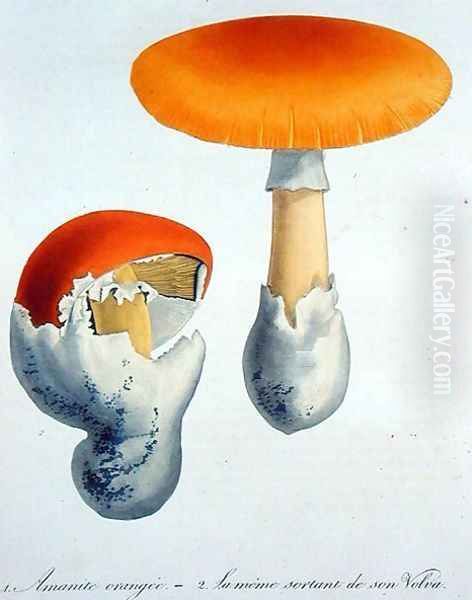 Amanita Caesaria from Phytographie Medicale - view 1