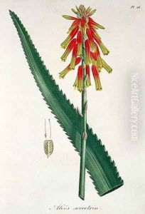 Aloe from Phytographie Medicale by L.F.J. Hoquart