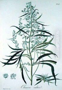 Cannabis Sativa from Phytographie Medicale by L.F.J. Hoquart