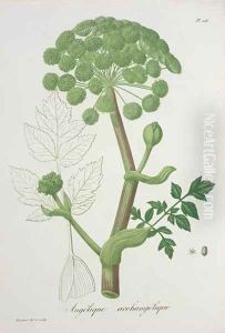 Angelica Archangelica from Phytographie Medicale by L.F.J. Hoquart