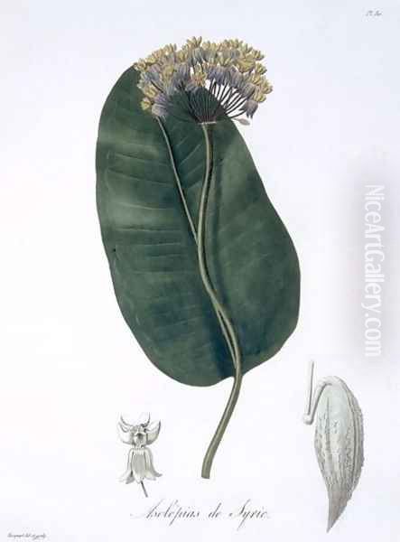 Asclepias Syriaca from Phytographie Medicale - view 1