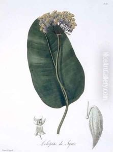 Asclepias Syriaca from Phytographie Medicale by L.F.J. Hoquart