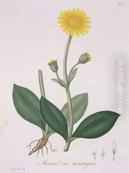 Arnica Montana from Phytographie Medicale - view 1