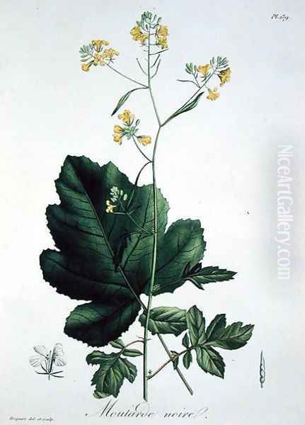 Brassica nigra from Phytographie Medicale - view 1