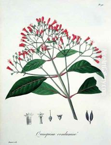 Cinchona from Phytographie Medicale by L.F.J. Hoquart