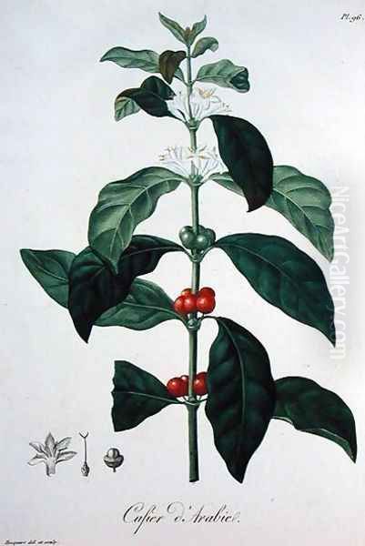 Coffea Arabica from Phytographie Medicale - view 1