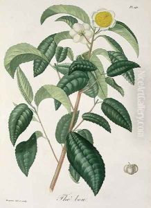 Camellia Thea from Phytographie Medicale by L.F.J. Hoquart