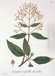 Cinchona from Phytographie Medicale 2 by L.F.J. Hoquart