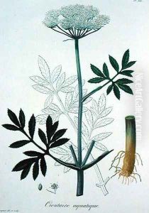Cicuta Virosa from Phytographie Medicale by L.F.J. Hoquart