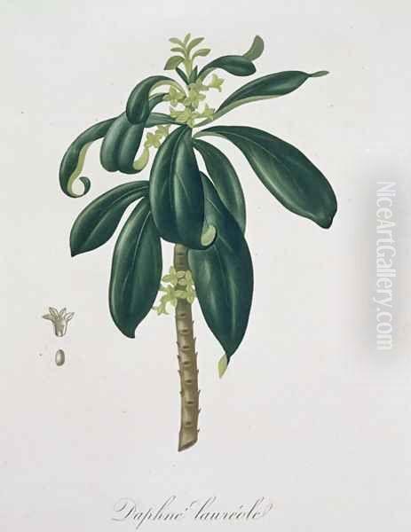 Daphne Laureda from Phytographie Medicale - view 1