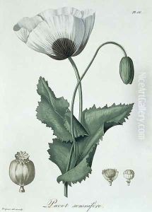 Papaver Somniferum from Phytographie Medicale by L.F.J. Hoquart