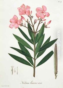 Oleander from Phytographie Medicale by L.F.J. Hoquart