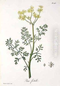 Rue from Phytographie Medicale