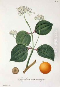 Strychnos nux vomica from Phytographie Medicale