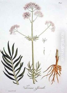 Valerian from Phytographie Medicale by L.F.J. Hoquart