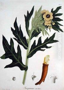 Henbane from Phytographie Medicale by L.F.J. Hoquart