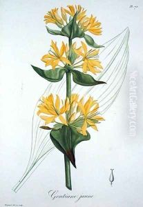 Yellow Gentian from Phytographie Medicale by L.F.J. Hoquart