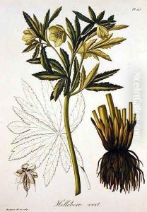 Helleborus Viridis from Phytographie Medicale by L.F.J. Hoquart