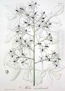 Melia Azedarach from Phytographie Medicale by L.F.J. Hoquart