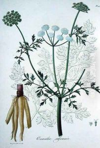 Oeanthe Crocata from Phytographie Medicale by L.F.J. Hoquart