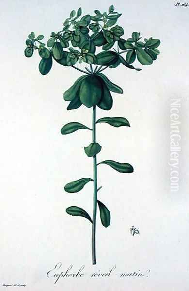 Euphorbia Helioscopia from Phytographie Medicale - view 1